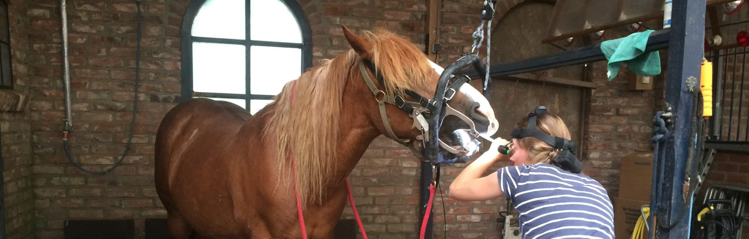 Banner afbeelding paardengebit