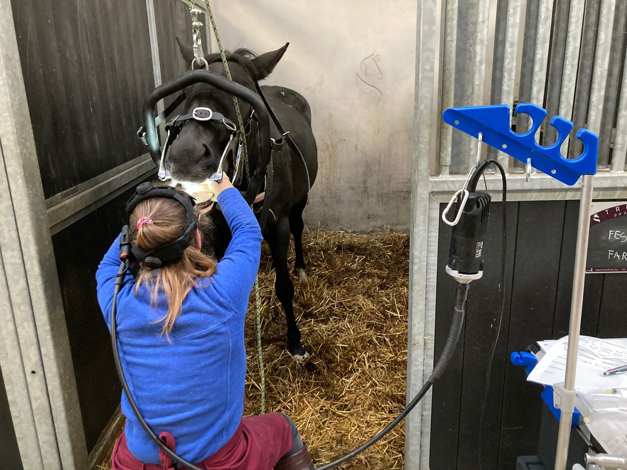 Paard tijdens gebitscontrole